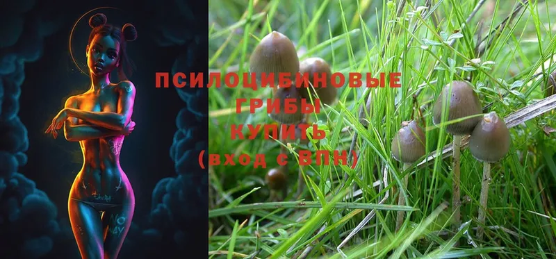 Галлюциногенные грибы Magic Shrooms  где купить наркоту  Бакал 